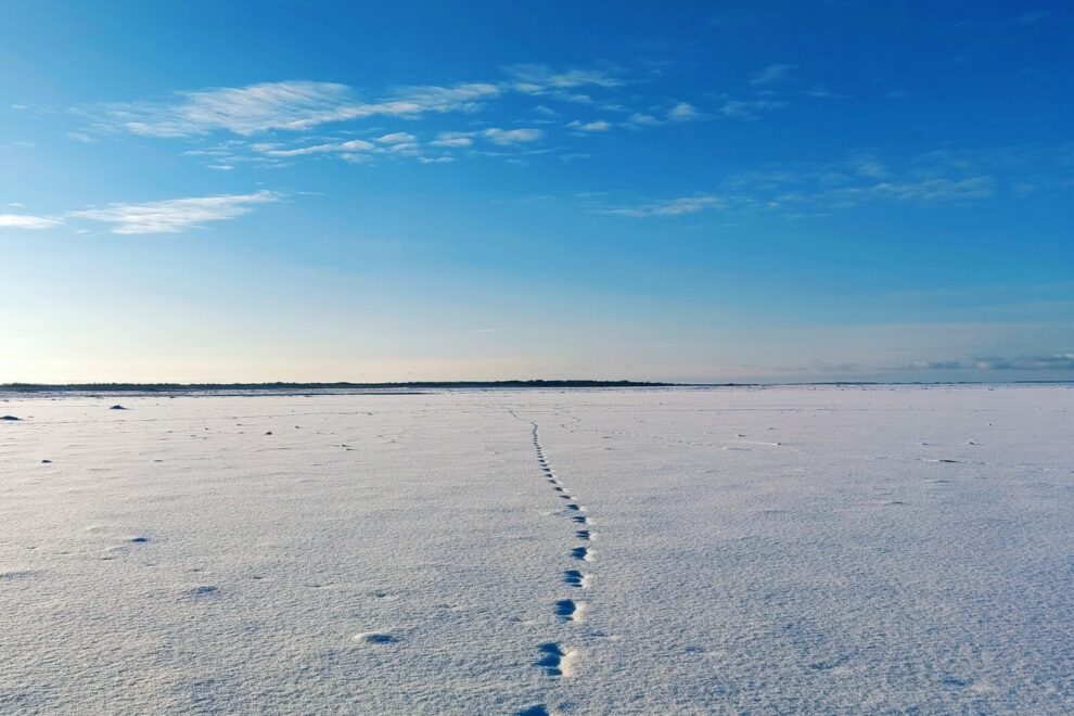 Jäljed Matsalu lahel. Foto: Angela Valusheva